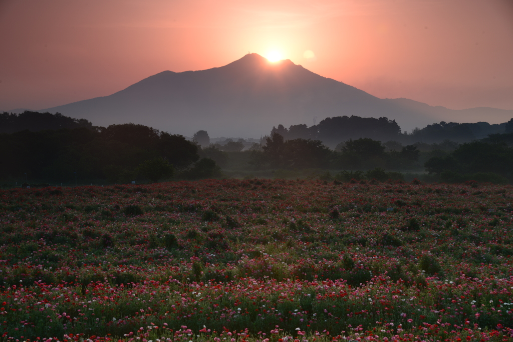 花畑の日の出