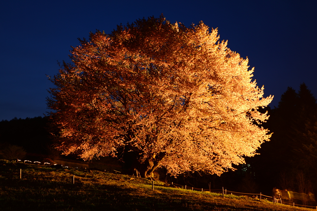 夜桜