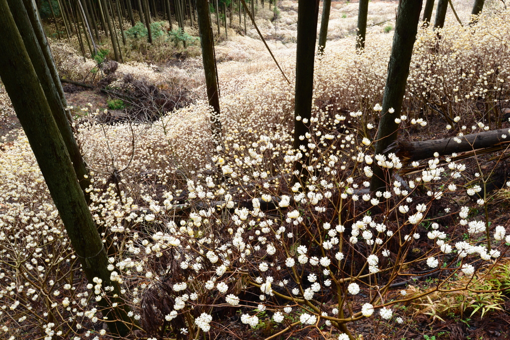 山間に咲く白い花