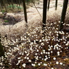 山間に咲く白い花