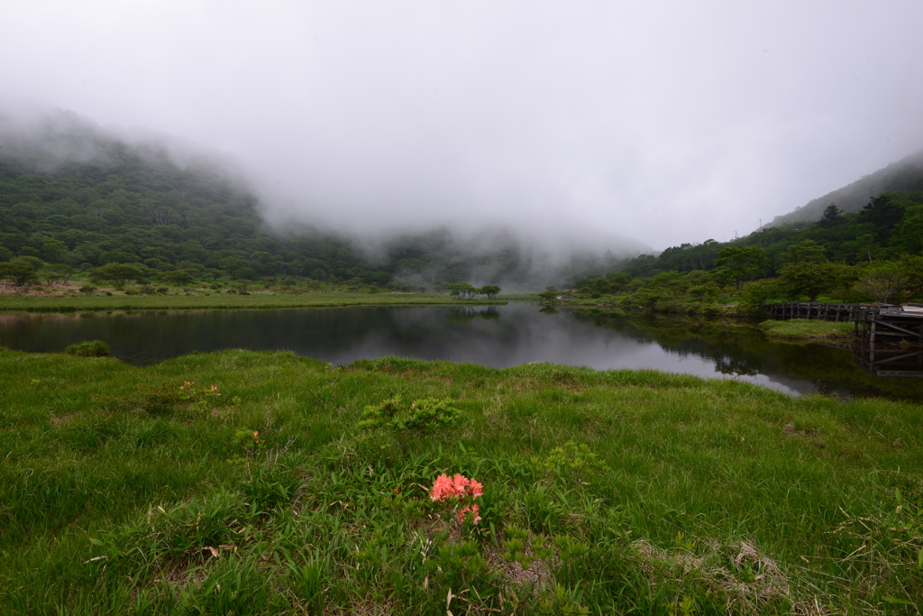 湿原に咲く