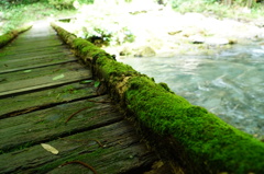 苔の橋