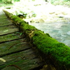 苔の橋