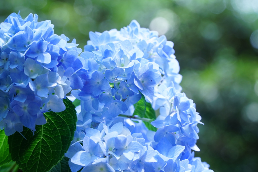 新宿の紫陽花