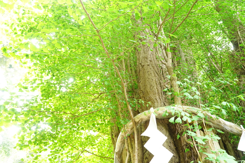 大国魂神社の大イチョウ