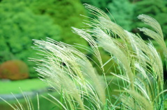 小石川植物園