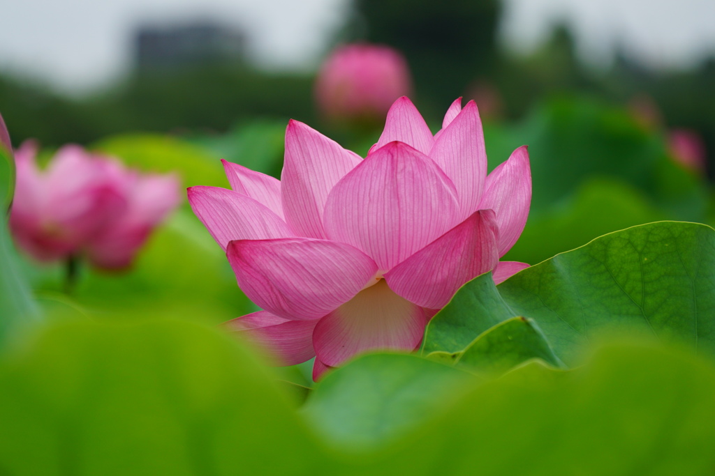 不忍池の蓮