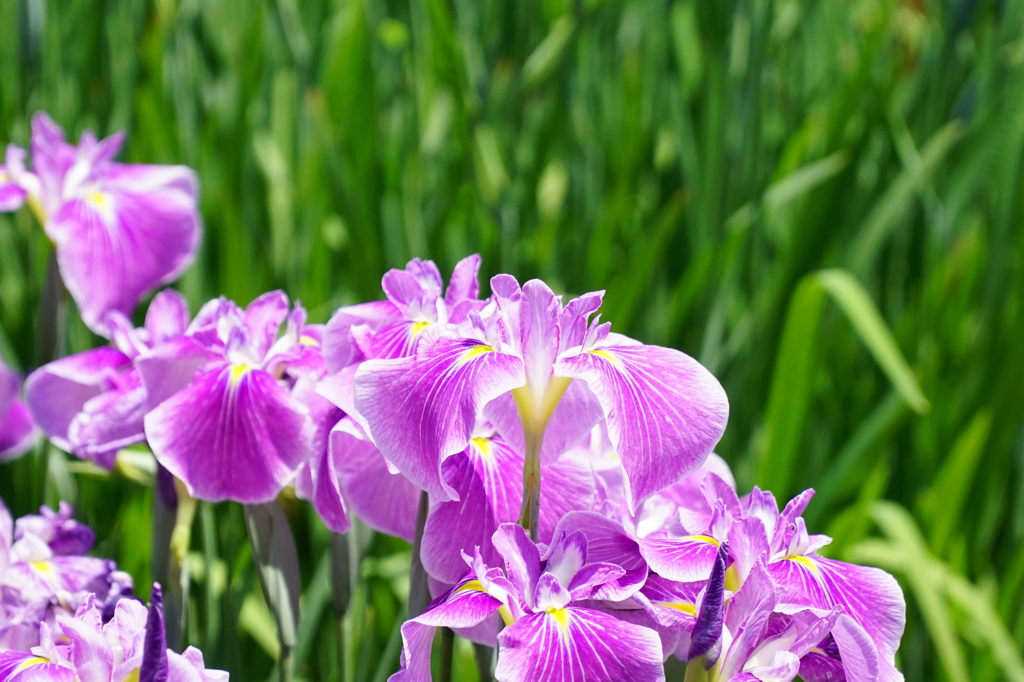 菖蒲