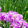 菖蒲