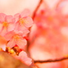 河津桜