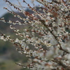 曽我の梅林