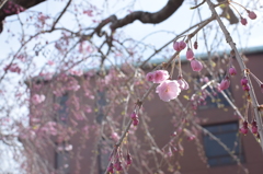 桜散歩 01