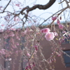 桜散歩 01