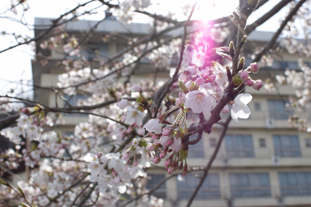 桜散歩 02
