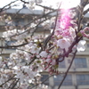 桜散歩 02