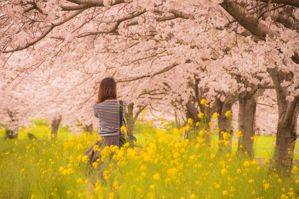 桜並木