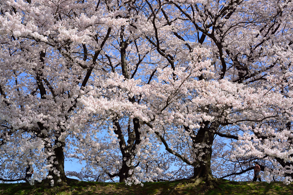 堤桜
