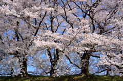 堤桜