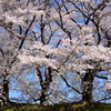 堤桜