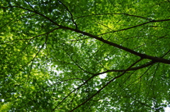 青天井