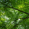 青天井