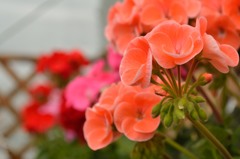 異国の花