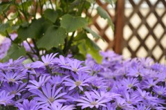 目に優しそうな色の花