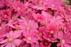 押し寄せてくる花