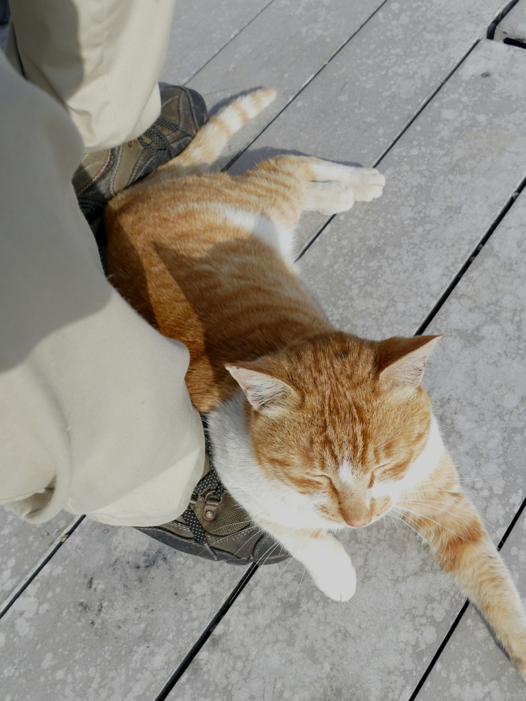 人懐こい野良猫さん