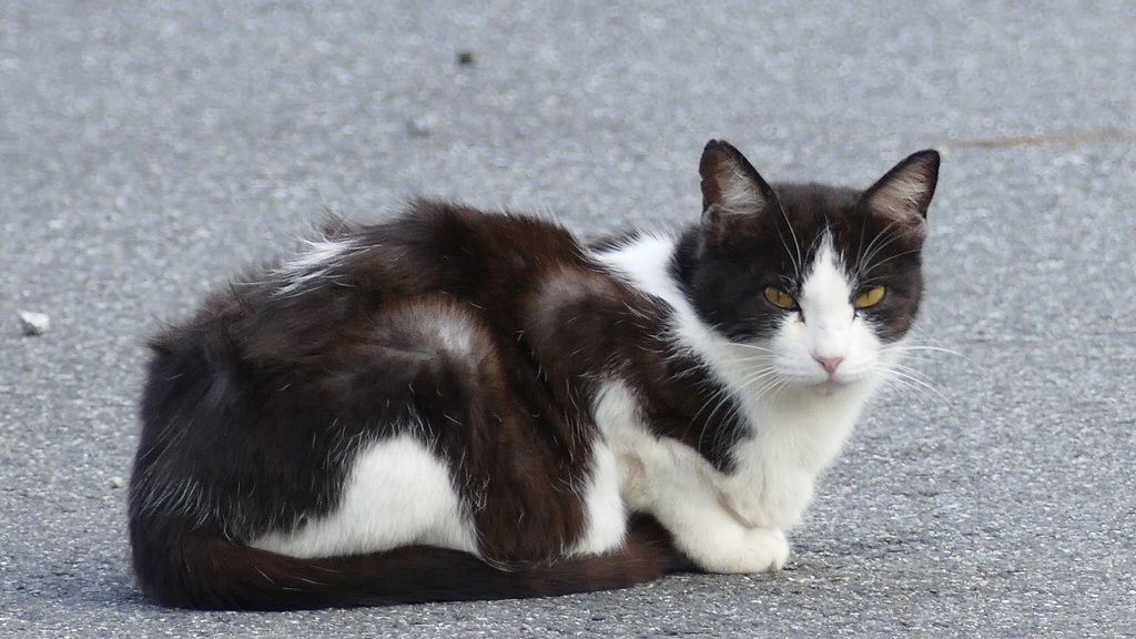 コンビニ前でマッタリ