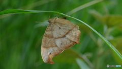 クロコノマチョウ