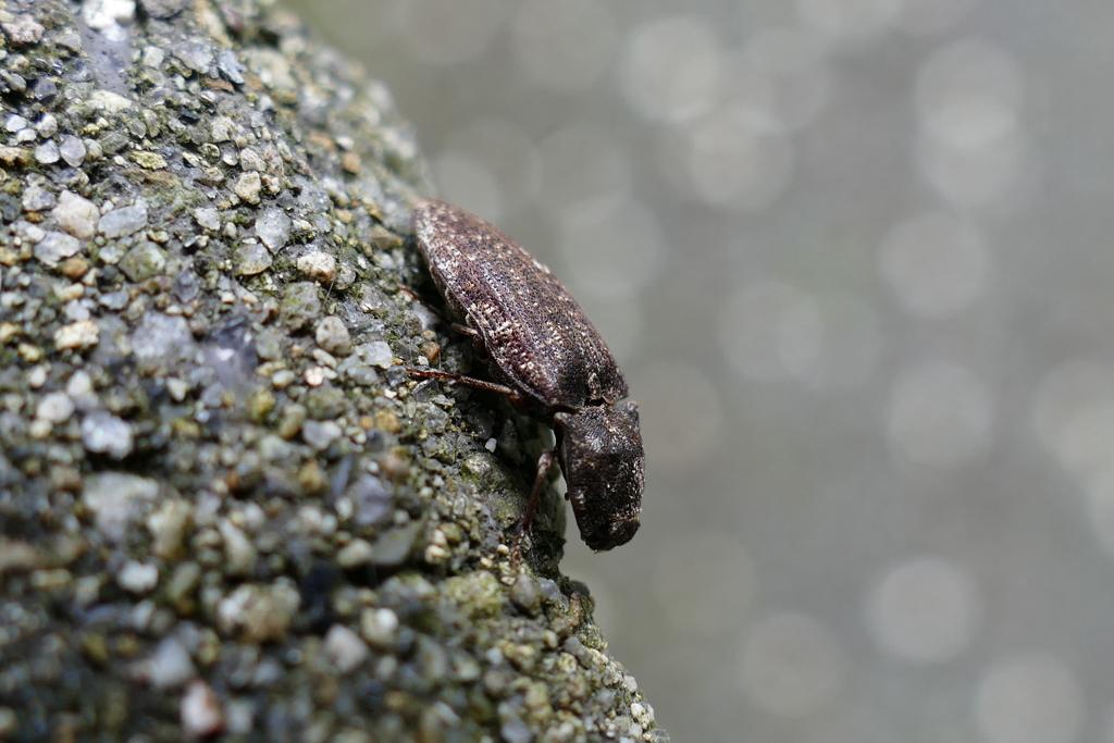 心までは錆びず