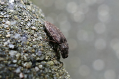 心までは錆びず