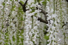 あしかがフラワーパーク３