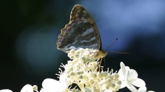 P1110888　ミドリヒョウモン？