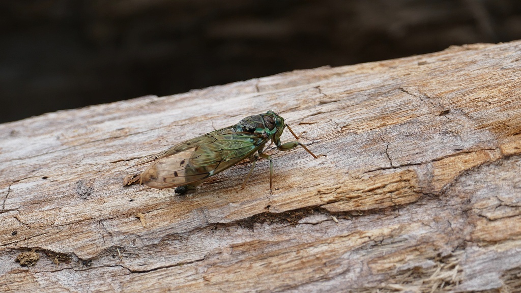 そこは伐採木ですよ・・・