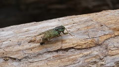 そこは伐採木ですよ・・・