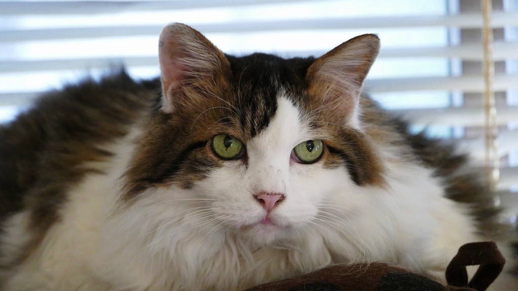 P1150690　我が家の、らいおん君