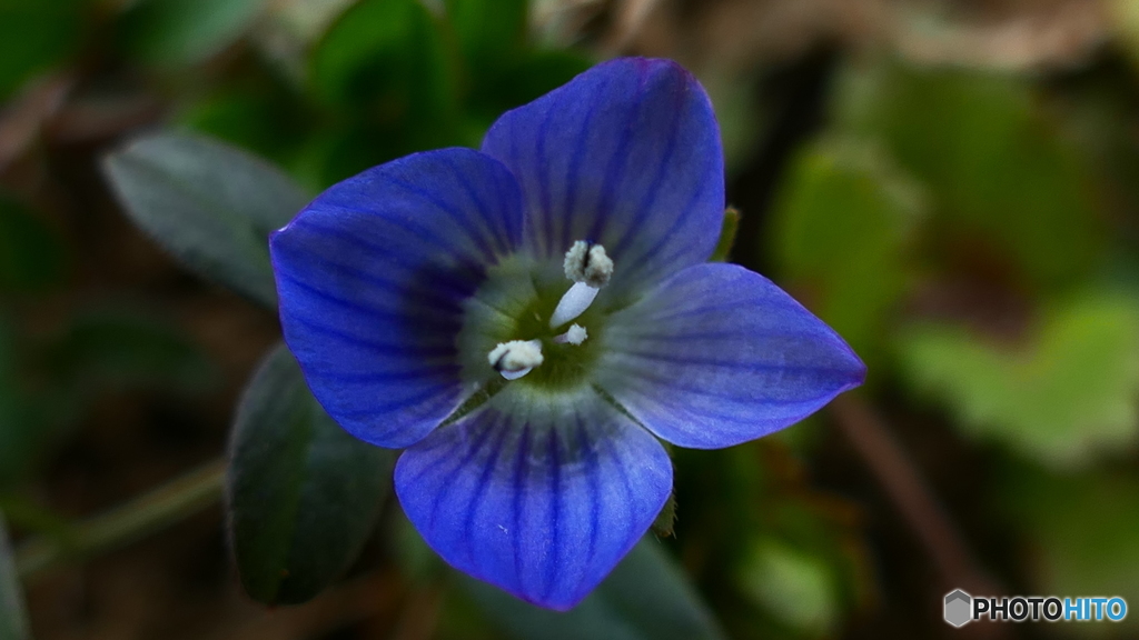 おおいぬふぐり