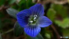 おおいぬふぐり