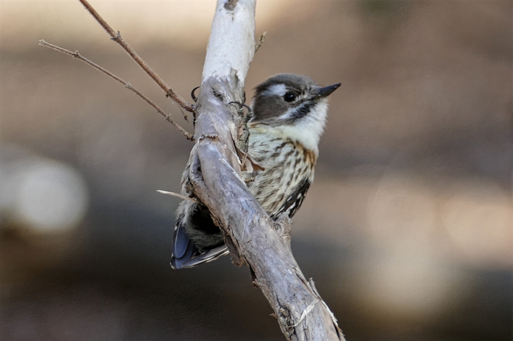 コゲラカワユス