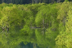 白川湖水没林８