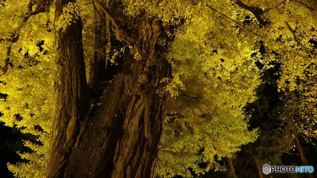 長床の大イチョウ ３