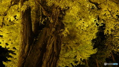 長床の大イチョウ ３