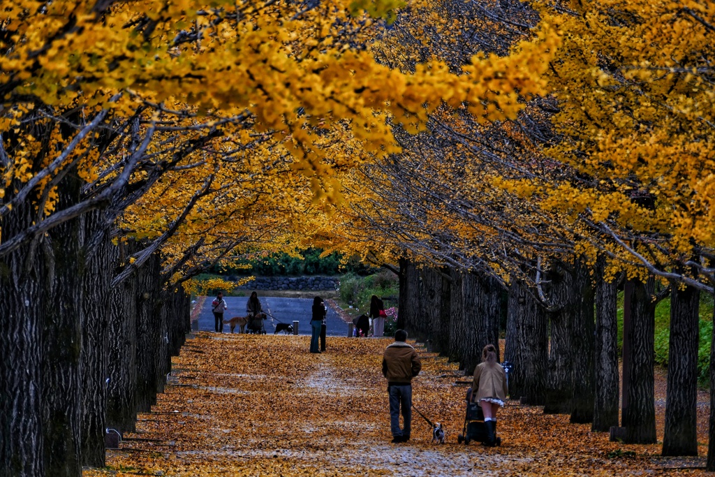 あづま総合運動公園