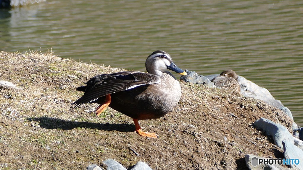 お～とっとっととと