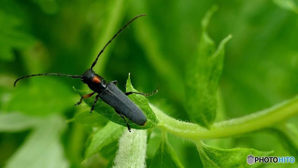 ヨモギの国の住人 １