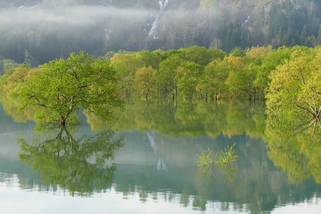 白川湖水没林６