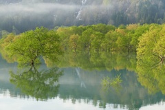 白川湖水没林６