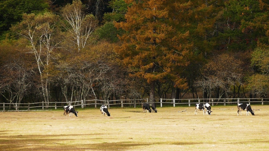 P1150084　奥日光